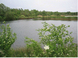 Baggerweier Foto vun de Baggerweiheren